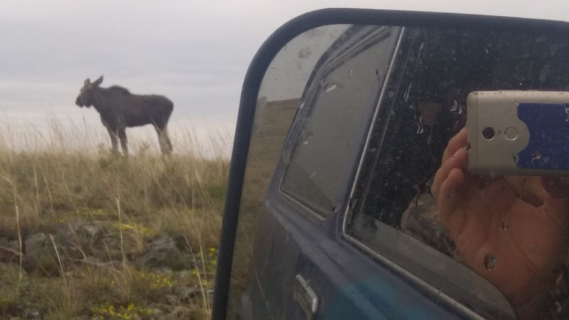 В Баянауле фермер помог спасти заблудившуюся лосиху