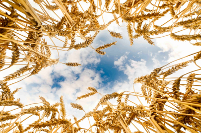 В Казахстане ужесточат контроль за диверсификацией посевных – МСХ