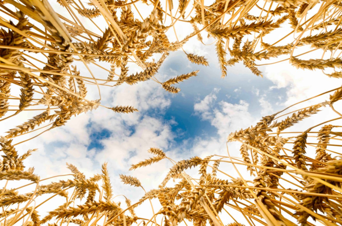 В Казахстане ужесточат контроль за диверсификацией посевных – МСХ