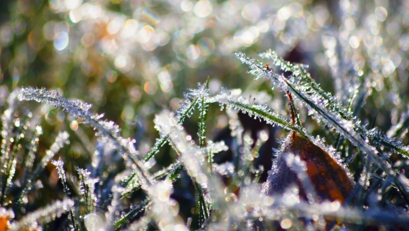 Заморозки ожидаются в горных районах Алматинской области