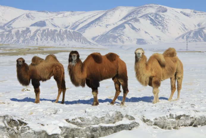 В Мангистауской области от бешенства погибли 40 верблюдов