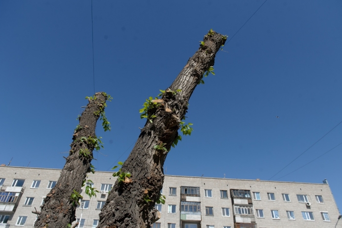 В Костанайской области ищут ответственного за обрезку деревьев