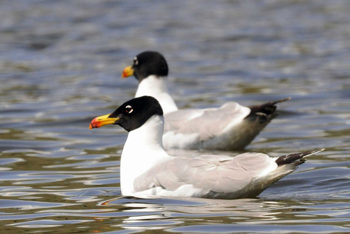 Массовая гибель краснокнижной птицы выявлена в Атырау
