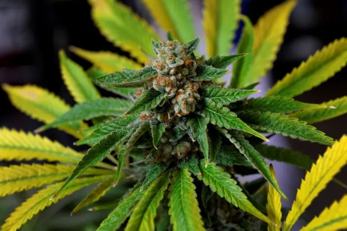 Продажу каннабиса легализуют в Германии