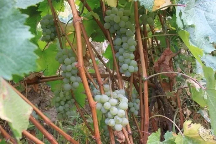 В РК из 27 тысяч га виноградников осталось около 4 тысячЭксклюзив