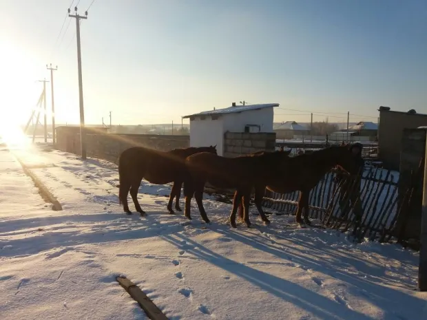 Банда барымтачей задержана в ЮКО