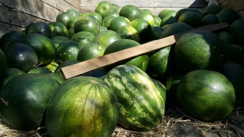 В Астану из Павлодара отгрузили первые партии знаменитых «лебяжинских арбузов»