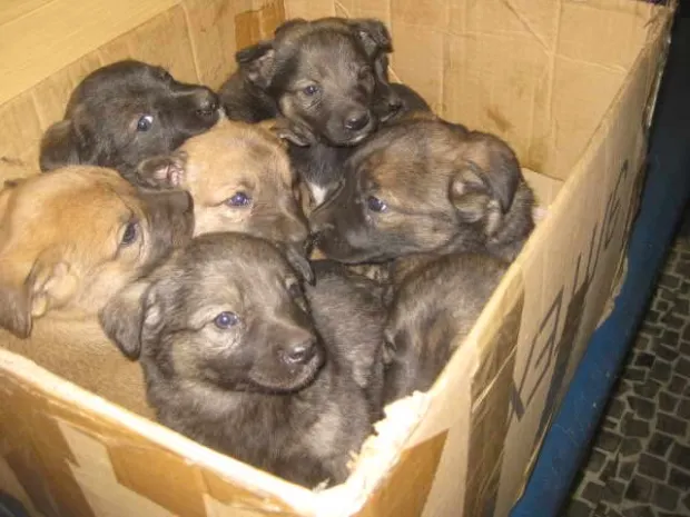 Подростки сжигали щенков и распространяли видео через WhatsApp