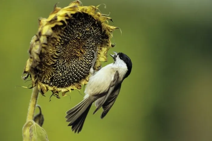Семена, которые заменяют витамины