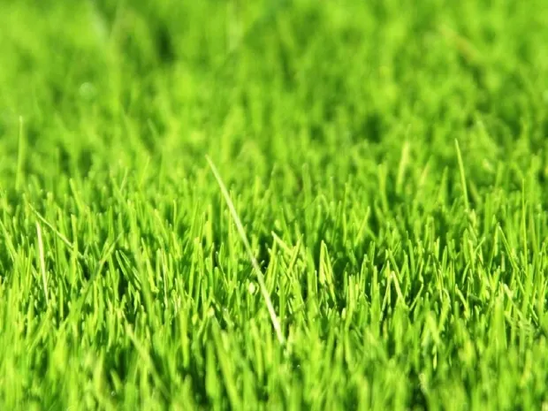 Аномальная весна пришла в Атырау