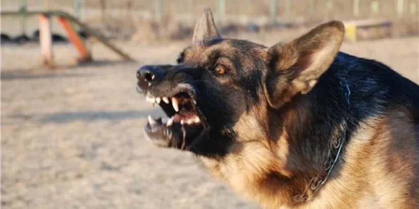 Собака напала на соцработника в Костанае