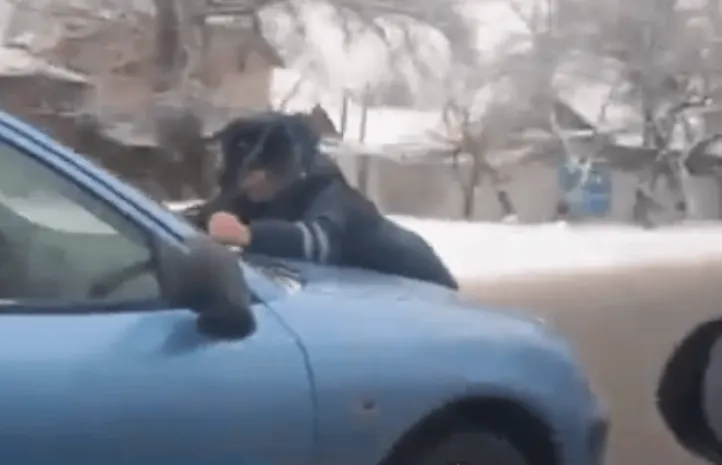 Инспектора ДПС прокатили на капоте