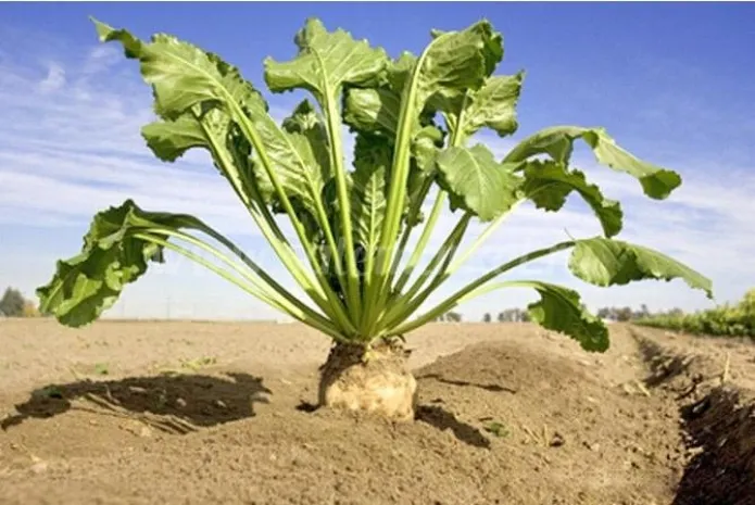 В Казахстане может исчезнуть производство сахарной свеклы