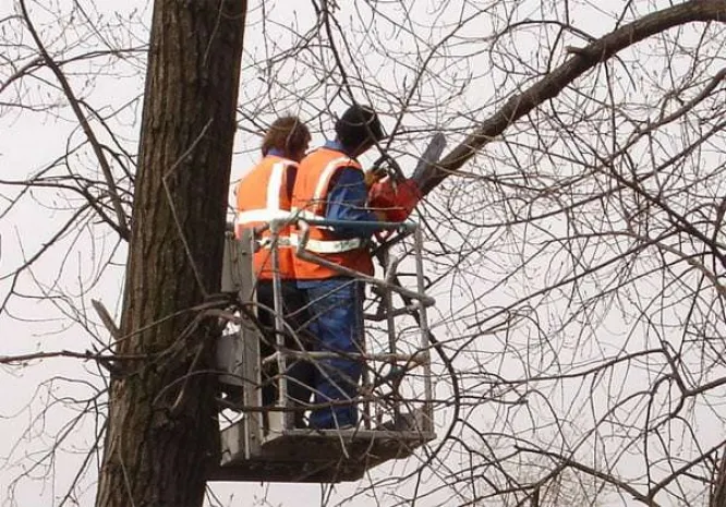 В Алматы вырубят 56 деревьев
