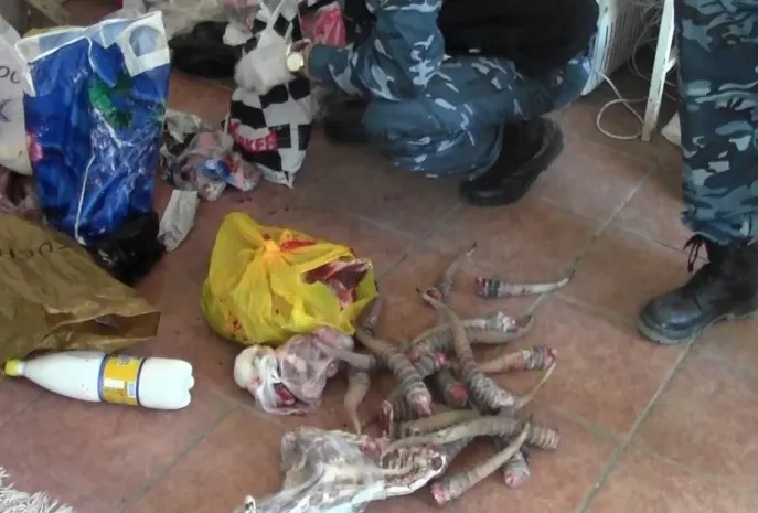 400 сайгачьих рогов украли в ЗКО