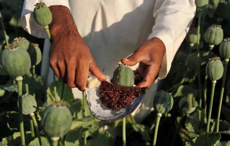 Ситуация с наркотиками в Афганистане может резко осложниться