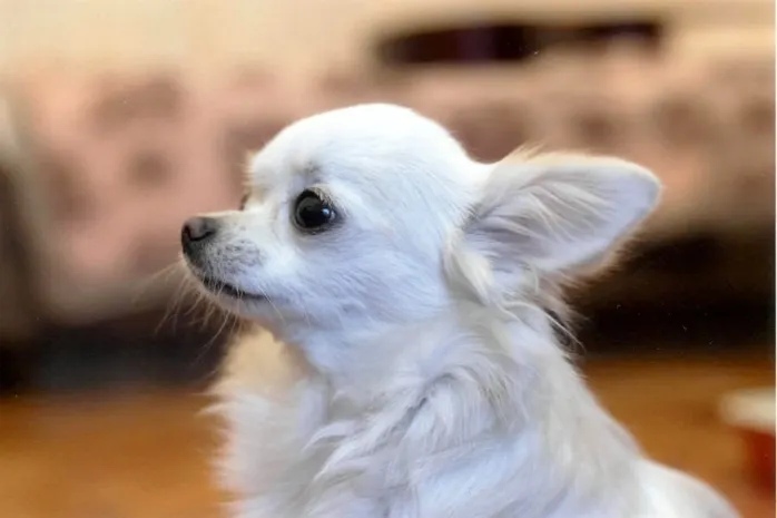 В США собака «угнала» машину своего хозяина