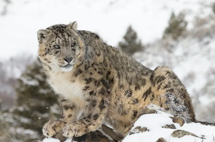 Три снежных барса попали на фотоловушку в Алматинском заповеднике