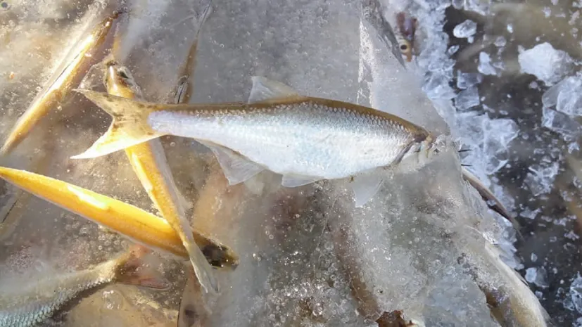 Три тонны мертвого карася обнаружили в ЗКО