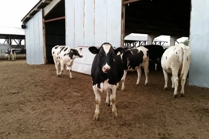 Мошенница купила стадо коров за сувенирные деньги