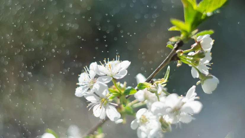 Дожди пройдут на севере Казахстана