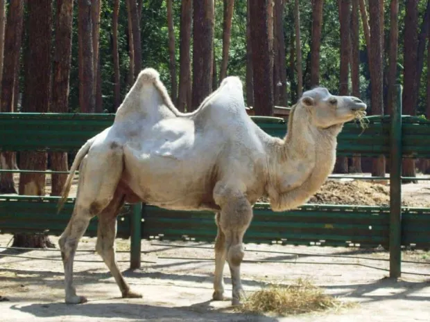 В Подмосковье верблюд откусил руку мужчине