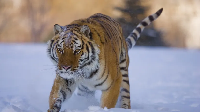 «Кызылординского» тигра испугались в Кыргызстане