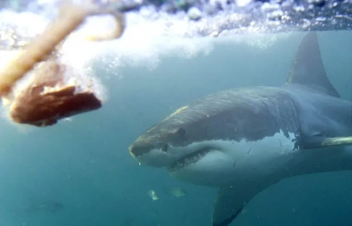Большой белой акуле грозит исчезновение