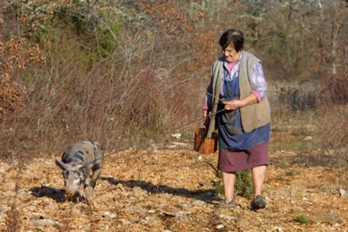 В трюфелях нашли аналогичные марихуане психоактивные вещества