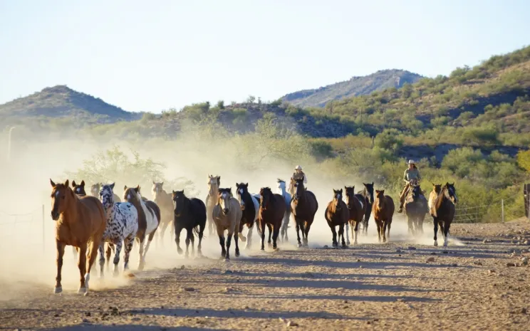 Группу скотокрадов задержали в Алматинской области