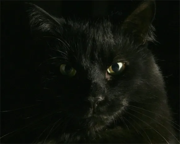 Дух умершего кота попал в объектив камеры наблюдения в Англии