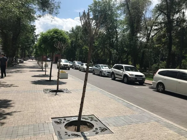 Новые подробности о компании-поставщике деревьев на улицу Панфилова