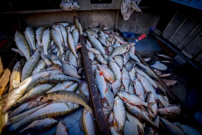 254 килограмма рыбы изъяли у жителя Кызылординской области