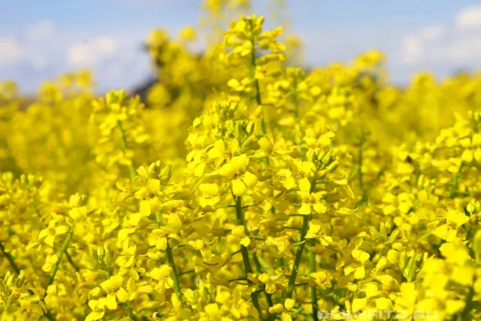 Посевы сои и горчицы сократит Казахстан