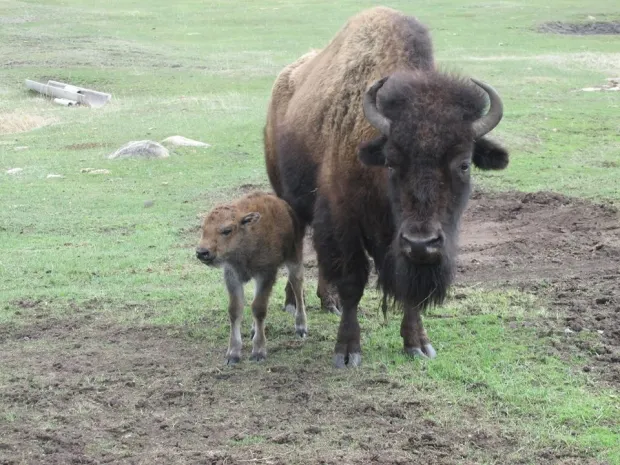 В Казахстане впервые бизон дал потомство