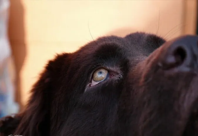 В Алматы в день отлавливают порядка 70 бродячих собак