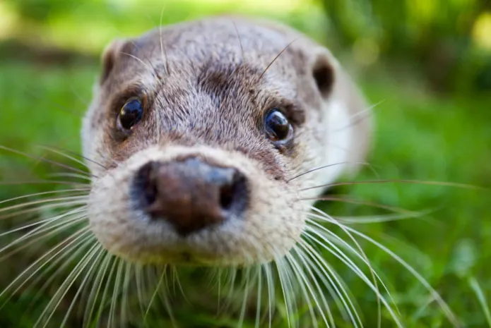 Ущерб в 126 тысяч долларов нанесла выдра отелю в Великобритании