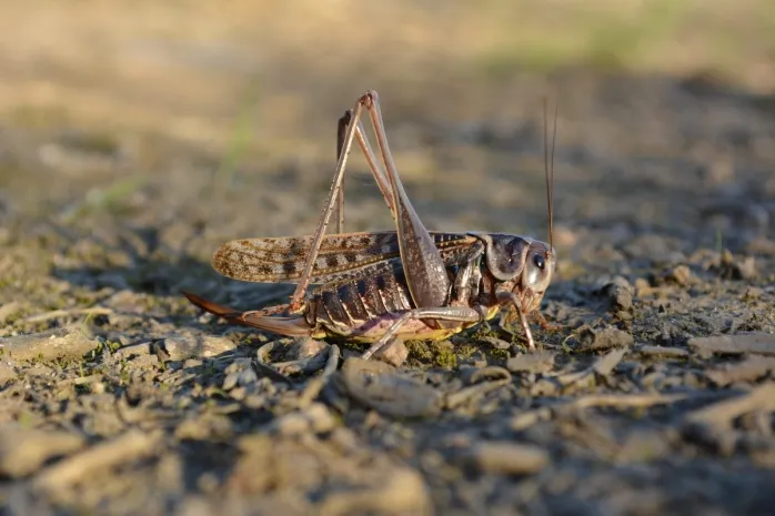 В ЮКО ожидают нашествия саранчи