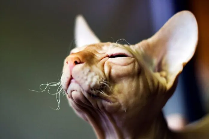 Приставы арестовали кота за долги его хозяина