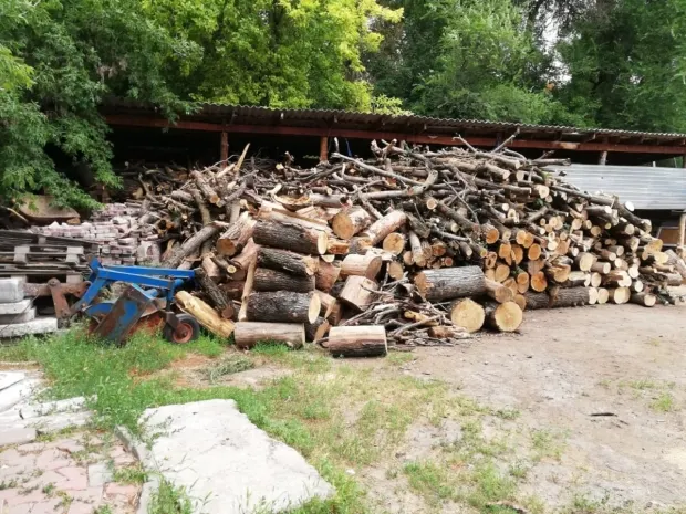 500 деревьев планируют вырубить в роще Баума