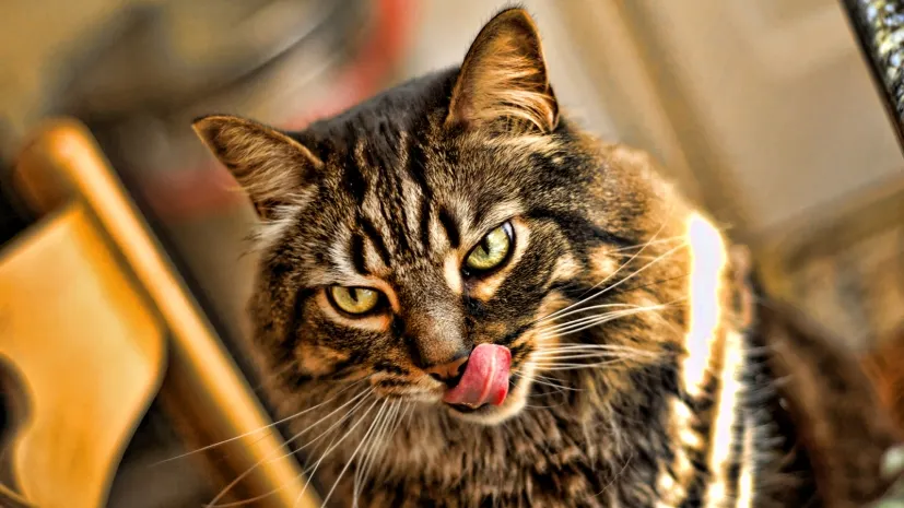 В Алматы запустили круглосуточный сall-center Центра ветеринарии