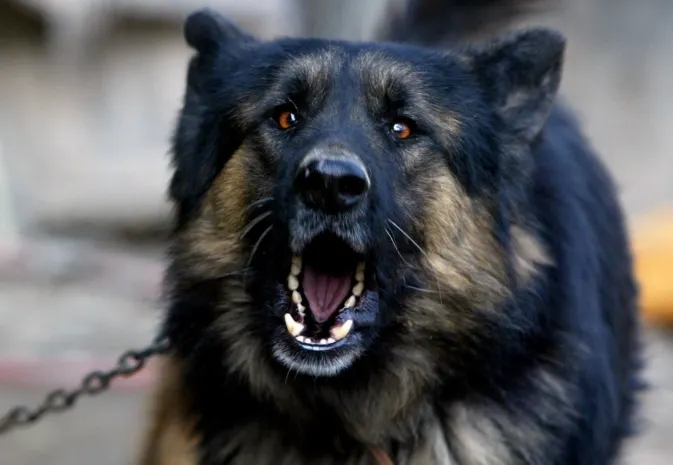 Штраф за громкий собачий лай узаконили во Франции