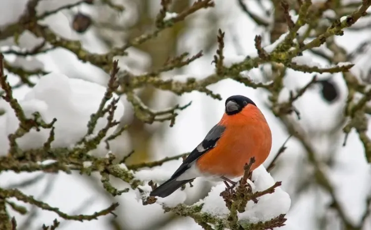 Погода без осадков сохранится в Казахстане