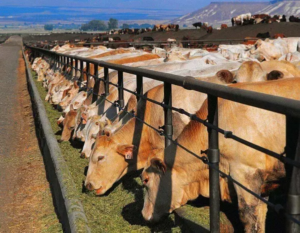 Назарбаев призвал аграриев активней применять инновацииЭксклюзив