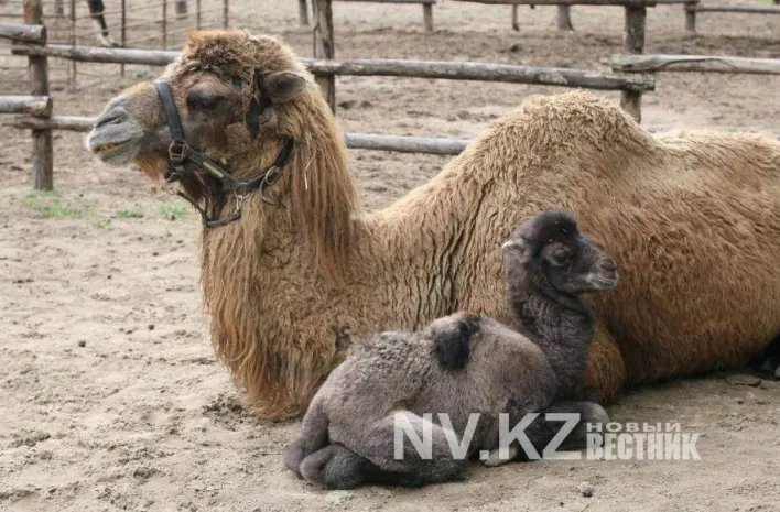 День матери пройдет в зоопарке Караганды