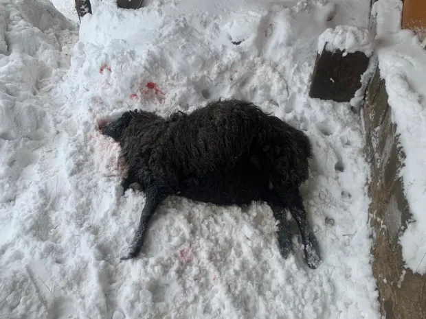 Это сделали волки – нападения на скот в Павлодарской области