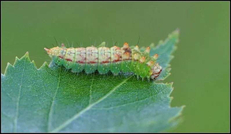 Гусеницы научились решать конфликты с помощью издаваемых анусом звуков