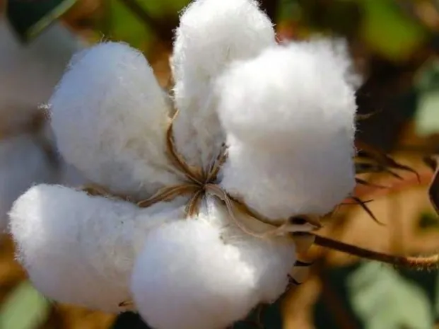 Хлопкоперерабатывающие предприятия примут участие в закупе сырья