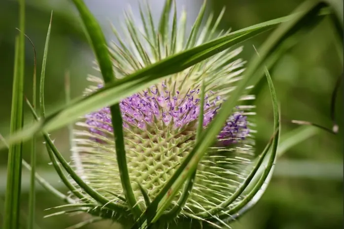 В листьях растений впервые выявлен микропластик
