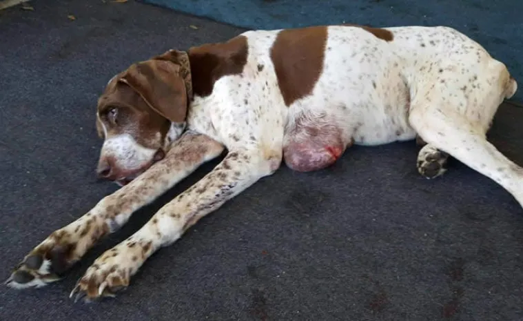 В США пропавшего 10 лет назад пса вернули хозяйке